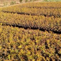 常年供應(yīng)北海道,衛(wèi)矛,月季各種綠化苗木