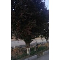 地徑20左右的大紅葉李緊急處理，數(shù)量80棵