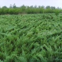 低價(jià)處理：保定花灌木；草花；德國(guó)景天；鳶尾