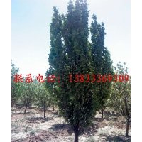 10公分八棱海棠樹