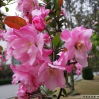 垂絲海棠嫁接方法，垂絲海棠根接苗，及大樹