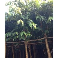 大葉紫薇供應(yīng)量大