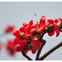 木棉供應(yīng)紅花木棉