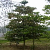 尖葉杜英供應(yīng) 靚貨