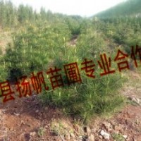 供應(yīng)30-50公分白皮松，50-80公分白皮松，80-1米白皮松