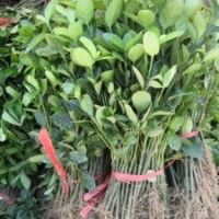 小苗銷售：大葉黃楊，冬青，黃楊，小葉黃楊