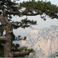 華山松的形態(tài)習(xí)性有什么需要注意的事