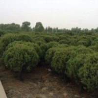 出售精品杜松、檜柏、檜柏球