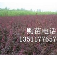 供應:紅葉小檗,金葉女貞,蜀檜,龍柏,連翹,迎春