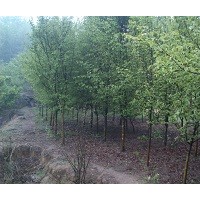 供應(yīng)1—20公分木瓜樹、木瓜苗、木瓜種子