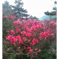 供應(yīng)杜鵑、映山紅、叢生杜鵑、盆景杜鵑、杜鵑樹樁
