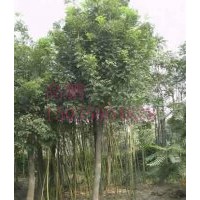 絳縣大量供應(yīng)優(yōu)質(zhì)國(guó)槐小苗