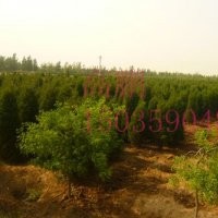 山西中信苗木供應(yīng)側(cè)柏小苗