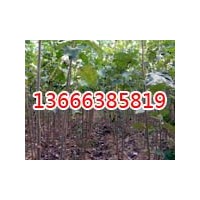 毛白楊價格/山東毛白楊/毛白楊圖片/三倍體毛白楊