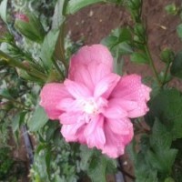 江蘇紅花木槿價(jià)格木槿基地銷售