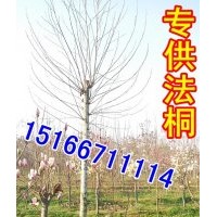 江蘇地區(qū)12公分法桐價(jià)格.8公分法桐.9公分法桐截桿價(jià)格