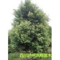 天竺桂基地供應