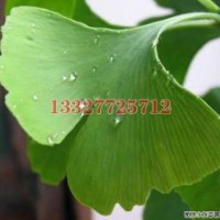 欒樹(shù)苗木價(jià)格，欒樹(shù)價(jià)格