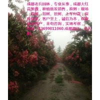 成都大紅花紫薇