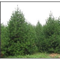 供應(yīng)內(nèi)蒙古本地綠化景觀苗木國(guó)槐