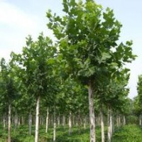 山東法桐,速生法桐,法桐小苗