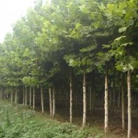 供應(yīng)國槐,白蠟,法桐小苗