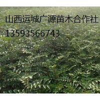 花椒苗出售、2年生花椒苗大量供應(yīng)