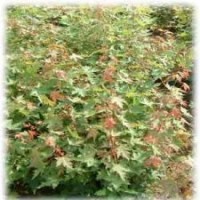 供應(yīng)五角楓苗，五角楓，五角楓小苗