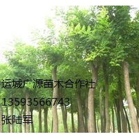 國(guó)槐出售、8-15公分國(guó)槐低價(jià)供應(yīng)