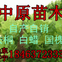 山東法桐山東法國梧桐|山東法桐樹|山東法桐樹價格