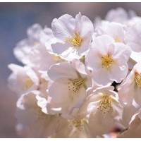 供應(yīng)6-10公分櫻花樹(shù)