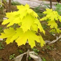 供應王族海棠 光輝海棠 皇家雨點海棠 紫葉稠李