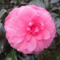 【蒼梧幻境】茶花 陽臺庭院花卉 鮮花盆栽 綠植園藝