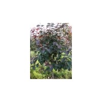 供應(yīng)王族海棠2-6公分及王族接穗