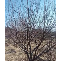 金玉苗木常年出售八棱海棠樹