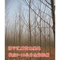 濟(jì)寧匯盛苗木2014年法桐價(jià)格6,7,8,9,10公分法桐價(jià)格