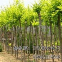 金葉榆長期大量供應(yīng)