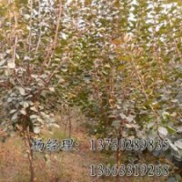 饅頭柳廠家，河北質(zhì)量好的饅頭柳