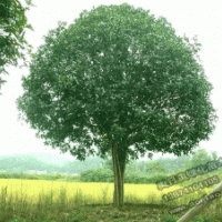 桂花樹|大小葉梔子|金邊黃楊|龍柏|樂昌含笑