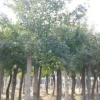 大量供應(yīng)各種規(guī)格北欒、五角楓、廣玉蘭、（紅、黃、白）玉蘭、山