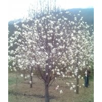 大量供應(yīng)各種規(guī)格白玉蘭