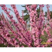 江蘇榆葉梅基地、江蘇賣榆葉梅、江蘇種植榆葉梅、江蘇叢生榆葉梅