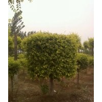 山東金葉榆基地、專業(yè)繁育