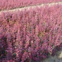 供應(yīng):紅葉小檗、金葉女貞，鋪地柏，連翹、迎春