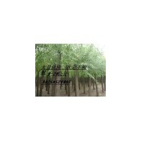 火炬樹、金葉榆、速生柳、垂柳、白榆樹、香花槐、金絲柳、移栽饅