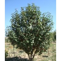 10公分八棱海棠樹