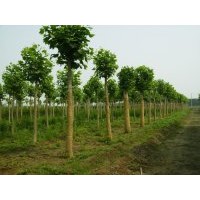 供應(yīng)5-30公分法國梧桐