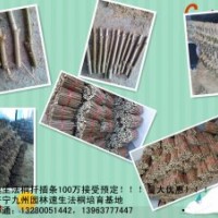 供應(yīng)速生法桐扦插條 速生法桐 速生白蠟 北京欒 造型白蠟