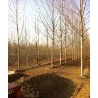 供應(yīng)法桐 白蠟 欒樹15166722253