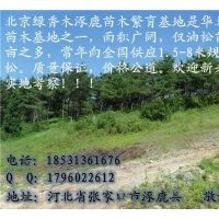 供應(yīng)山苗油松